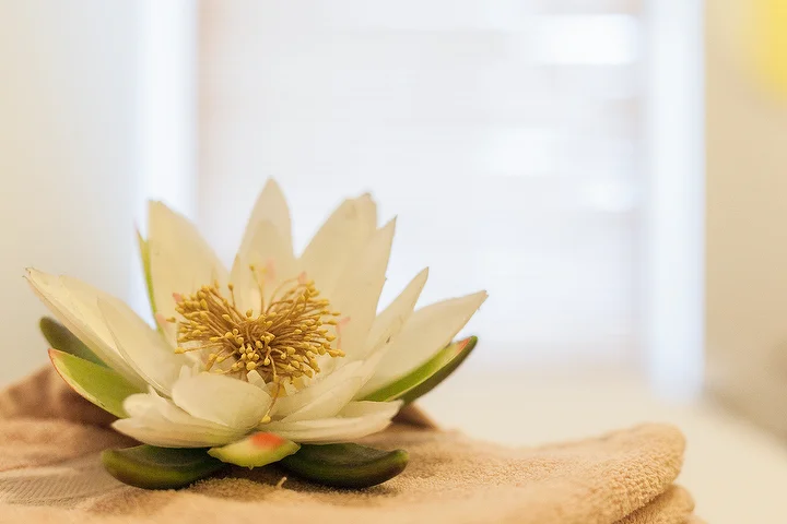 Fleur de lotus blanc posée sur une serviette